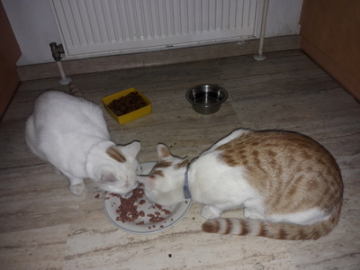 Felix und Leo, Hauskatzen - Kater