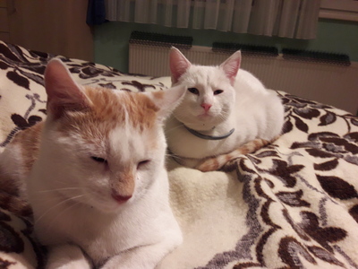 Felix und Leo, Hauskatzen - Kater