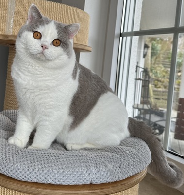 Felix vom Haus am Ring