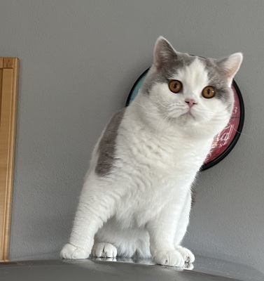 Felix vom Haus am Ring, BKH - - Kater