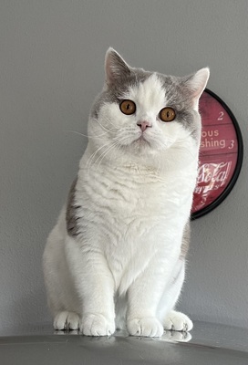 Felix vom Haus am Ring, BKH - - Kater