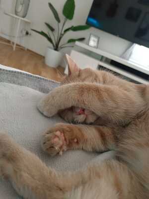 Fenri sucht ein neues ruhiges Heim - Die Gebühr wird zu 100% gespendet, Europäisches Kurzhaar - Kater