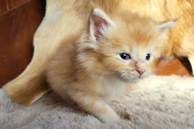 Festus of Curious Coons, Main Coon Jungtier - Kater