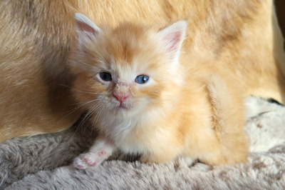 Festus of Curious Coons, Main Coon Jungtier - Kater