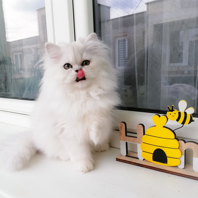 Fettuccine, Chinchilla-Perser Jungtier - Katze