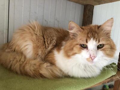 Fiete, Mischling - Kater