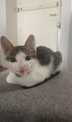 Figaro, schwarz-getigert - Kater