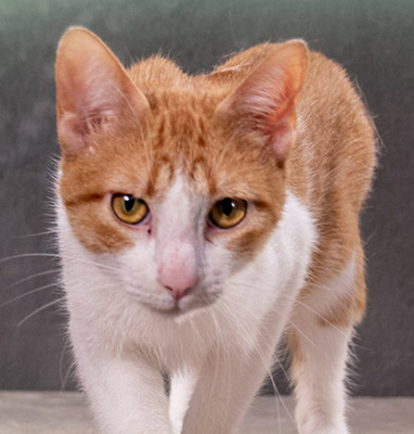 Fil - einer von zwei netten Jungs, Mix - Kater