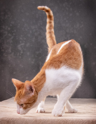 Fil - einer von zwei netten Jungs, Mix - Kater