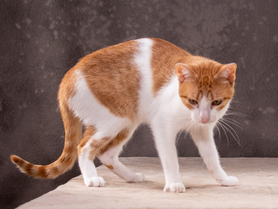 Fil - einer von zwei netten Jungs, Mix - Kater