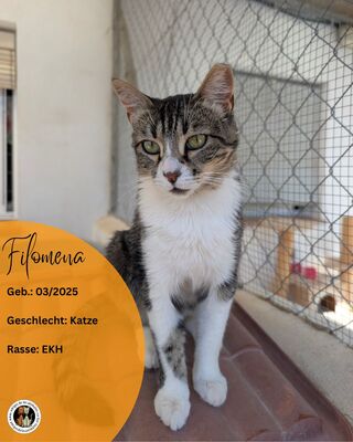 Filomena, Europäisch Kurzhaar (EKH) - Katze