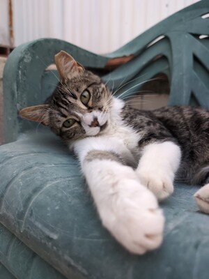 Filomena, Europäisch Kurzhaar (EKH) - Katze