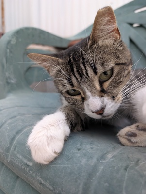 Filomena, Europäisch Kurzhaar (EKH) - Katze