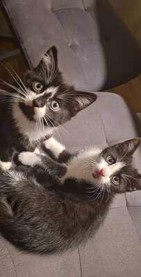 Finn, Hauskatze Jungtier - Kater