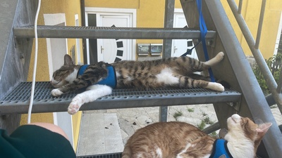 Fino & Herakles, Hauskatze - Kater
