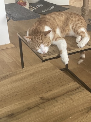 Fino & Herakles, Hauskatze - Kater