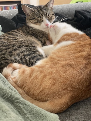 Fino & Herakles, Hauskatze - Kater