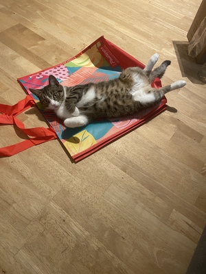 Fino & Herakles, Hauskatze - Kater