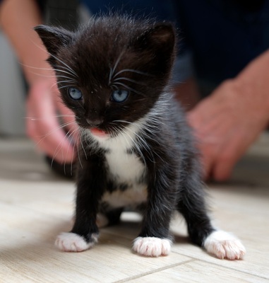 Fiola - sucht dringend ein Zuhause! (aus dem Tierschutz / gechipt, geimpft), Bauernhofskatze Jungtier - Katze 1