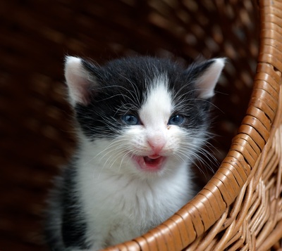 Fiola - sucht dringend ein Zuhause! (aus dem Tierschutz / gechipt, geimpft), Bauernhofskatze Jungtier - Katze