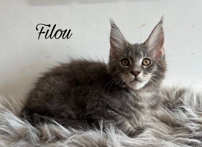 Flash, Maine Coon Jungtier - Kater