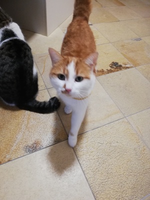 Flash, Nicht bekannt - Kater