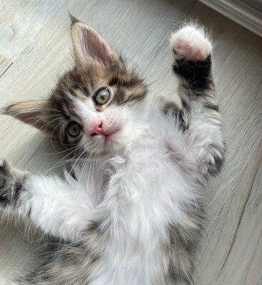 Flauschige Main Coon Kitten, MAINE COON KITTEN Jungtier - Kater