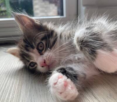 Flauschige Main Coon Kitten, MAINE COON KITTEN Jungtier - Kater