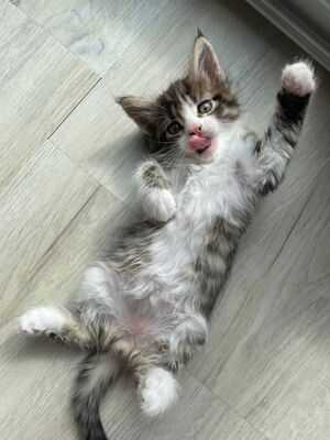 Flauschige Main Coon Kitten, MAINE COON KITTEN Jungtier - Kater