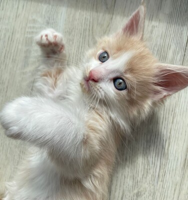 Flauschige Main Coon Kitten, MAINE COON KITTEN Jungtier - Kater