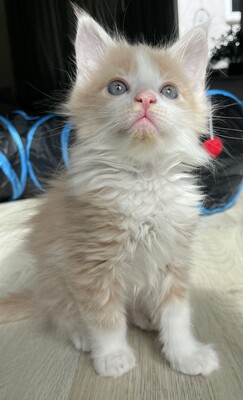 Flauschige Main Coon Kitten, MAINE COON KITTEN Jungtier - Kater