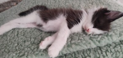 Flauschige Main Coon Kitten, MAINE COON KITTEN Jungtier - Kater