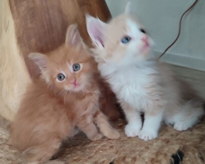 Flauschige Main Coon Kitten, MAINE COON KITTEN Jungtier - Kater