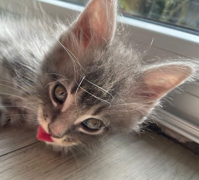 Flauschige Main Coon Kitten, MAINE COON KITTEN Jungtier - Kater