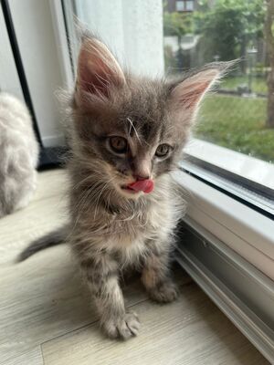 Flauschige Main Coon Kitten, MAINE COON KITTEN Jungtier - Kater