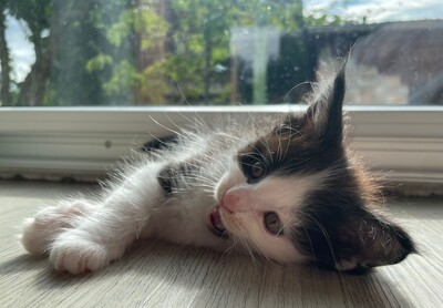 Flauschige Main Coon Kitten, MAINE COON KITTEN Jungtier - Kater