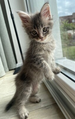 Flauschige Main Coon Kitten, MAINE COON KITTEN Jungtier - Kater