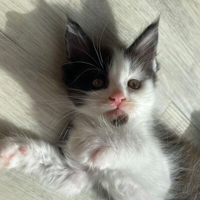 Flauschige Main Coon Kitten, MAINE COON KITTEN Jungtier - Kater