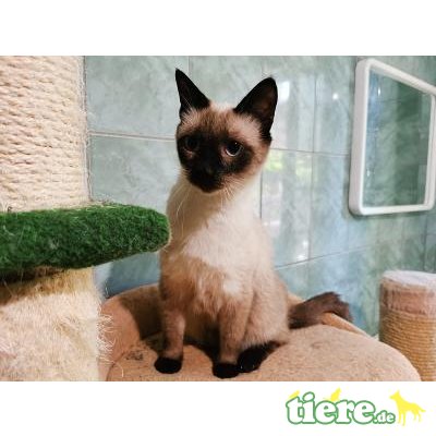 Flick, Schönheit  sucht Zuhause - Kater