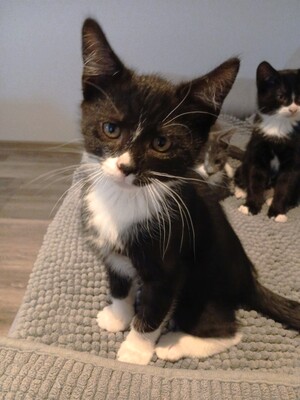 Flippi Bommel Wusel Herzi, Hauskatzen Jungtier - Katze