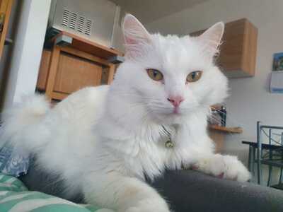 Flocke, Mischling - Kater