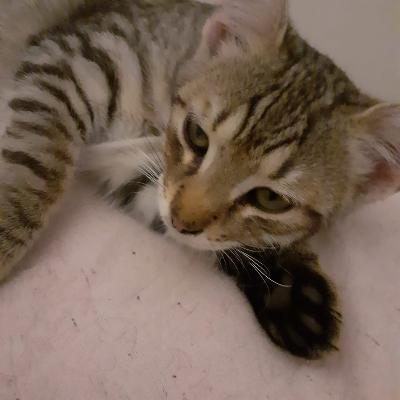 Flocki, Mischling Jungtier - Kater