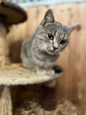 Flöckchen, BGH x Langhaar Jungtier - Katze