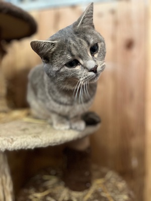 Flöckchen, BGH x Langhaar Jungtier - Katze