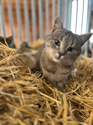 Flöckchen, BGH x Langhaar Jungtier - Katze