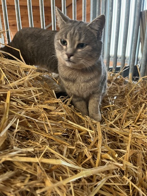 Flöckchen, BGH x Langhaar Jungtier - Katze