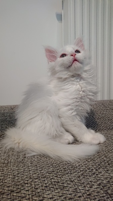 Flöckchen, Maine Coon Jungtier - Katze