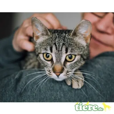 Flora, Mischling - Katze