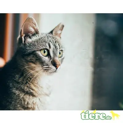 Flora, Mischling - Katze
