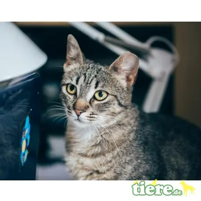 Flora, Mischling - Katze